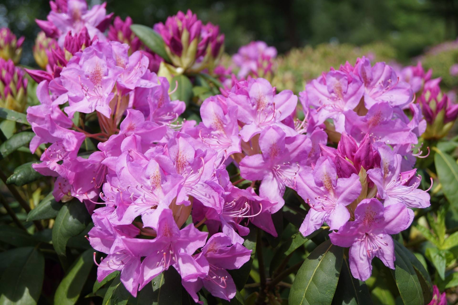 Rhododendron Roseum Elegans_02